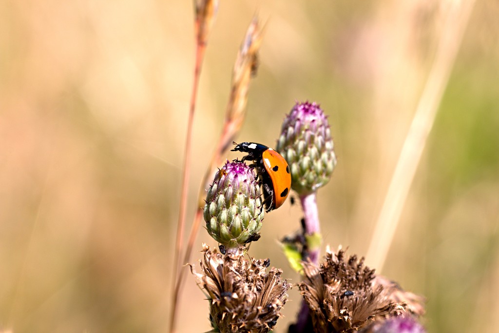 voornes duin tenellaplas Quackjeswater natuur natuurgebied natuurmonumenten hdr duinen Zuid Hollands landschap polder bossen natuurreservaat Natura 2000